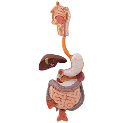 Image de 3B Scientific K21 Appareil Digestif, en 3 Parties + Application anatomie gratuite Smart Anatomy