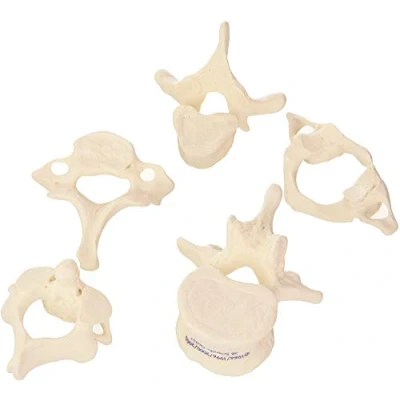 Image de 3B Scientific A75/1 5 Modèle de Vertèbres + Application anatomie gratuite Smart Anatomy