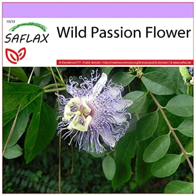 Image de SAFLAX Passiflore sauvage 5 graines Passiflora incarnata