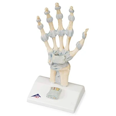 Image de 3B Scientific M33 Modèle de Squelette la Main avec Ligaments et Tunnel Carpien + Application anatomie gratuite Smart Anatomy