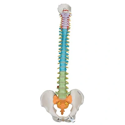 Image de 3B Scientific A58/8 Colonne Vertébrale Flexible Didactique + Application anatomie gratuite Smart Anatomy