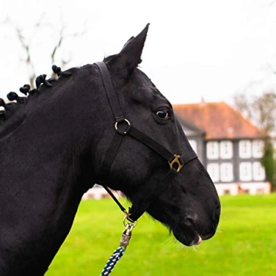 Image de licol pour cheval sang chaud, froid, froid d&#039;écurie, de pâturage, 2 positions réglage au niveau la mentonnière et têtière, sûr indéchirable (noir, froid)