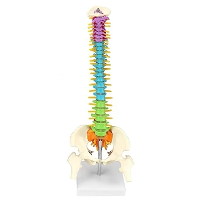 Image de QWORK® Modèle de colonne vertébrale flexible avec nerfs spinaux, bassin et fémurs, Modele anatomique colorée pour les étudiants en médecine médecins 45cm