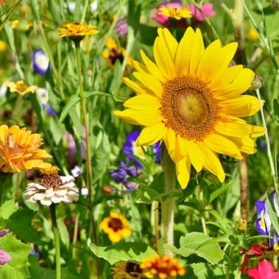 Image de Mélange De Fleurs Pâturage Pour Chevaux 100 Gram ±50 M² MRS Seeds &amp; Mixtures
