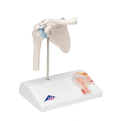 Image de 3B Scientific A86/1 Articulation Miniature de l’Epaule avec Coupe Transversale, sur Socle + Application anatomie gratuite Smart Anatomy