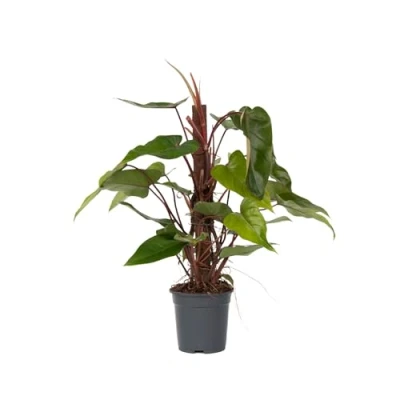 Image de Plante verte Philodendron Red Emerald Kratiste Hauteur 70 80cm d19cm