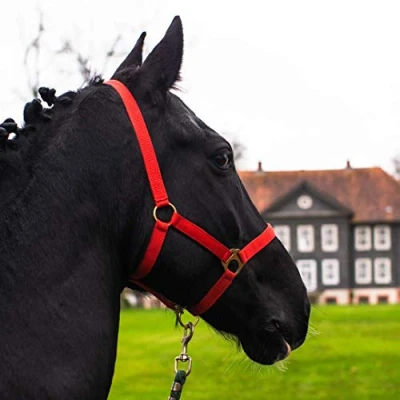 Image de licol pour cheval, sang chaud, froid, d&#039;écurie, de pâturage, 2 positions réglage au niveau la mentonnière et têtière, sûr indéchirable (rouge, Shetland Pony (Shetland))