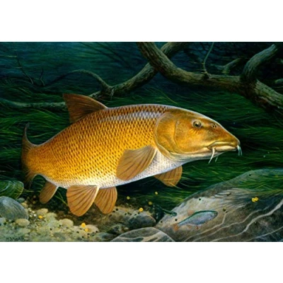 Image de Carte de vœux pour la pêche aux poissons d&#039;eau douce Barbel par Maurice J Pledger