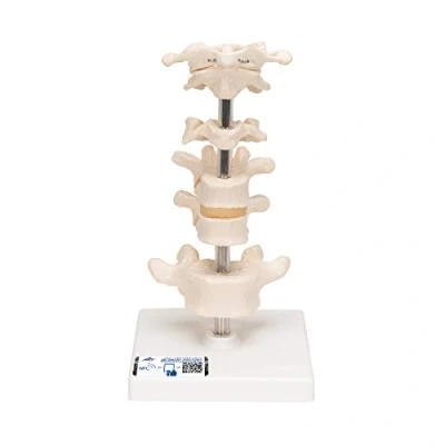 Image de 3B Scientific A75 6 Modèle de Vertèbres + Application anatomie gratuite Smart Anatomy
