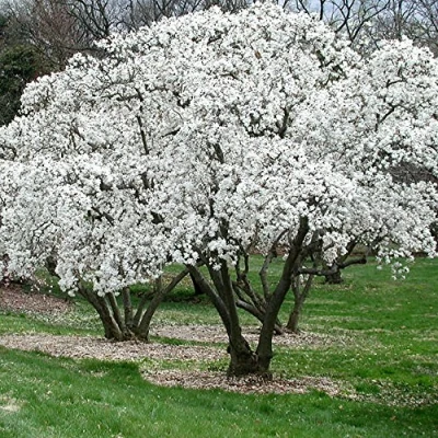 Image de 1 X MAGNOLIA STELLATA, ARBUSTE CADUC RÉSISTANT, PLANTE DE JARDIN EN POT.