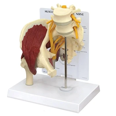 Image de GPI Anatomicals 1311 Hanche musclée avec nerf sciatique