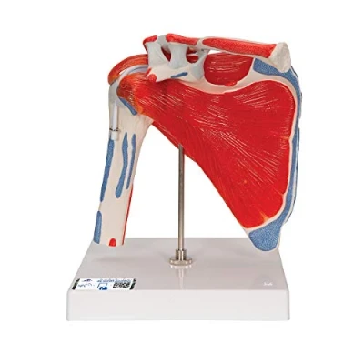Image de 3B Scientific A880 Epaule avec Coiffe des Rotateurs, 5 Pièces + Application anatomie gratuite Smart Anatomy