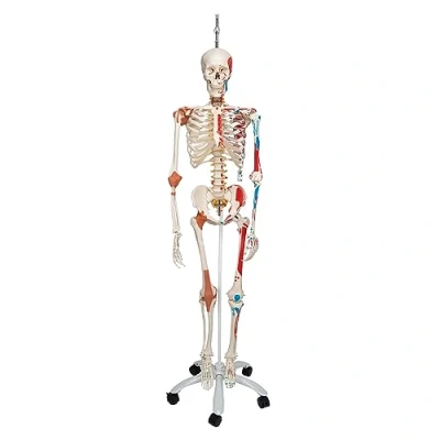 Image de 3B Scientific A13/1 Squelette en version luxe suspendu sur pied métallique à 5 roulettes + Application anatomie gratuite Smart Anatomy