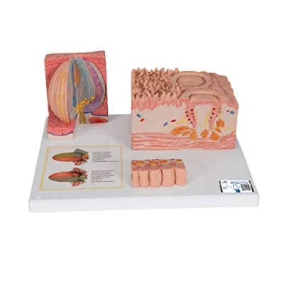 Image de 3B Scientific D17 Langue, MICROAnatomie + Application anatomie gratuite Smart Anatomy