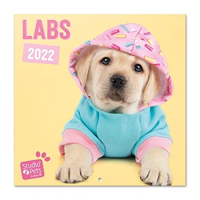 Image de Grupo Erik Calendrier 2021 2022 Studio Pets Chiens, Labrador 16 Mois Mural, De Septembre à Décembre 30 x 60 cm, 6 langues, Certifié FSC