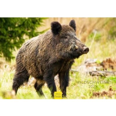 Image de Edition Seidel Calendrier mural 2025 de qualité supérieure Format A3 Motif sanglier Cochon frais Animaux sauvages la forêt