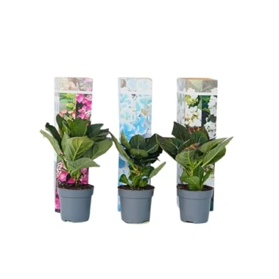 Image de Plant in a Box Hydrangea macrophylla Teller &#039;Nizza&#039;, &#039;Red Bull&#039;, &#039;Benxi&#039; Set de 3 Hortensia jardin Pot 9cm Hauteur 25 40cm
