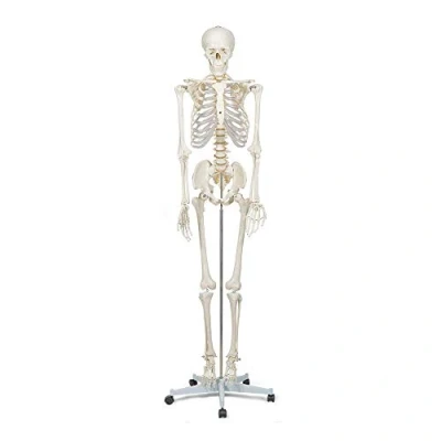 Image de Elementary Anatomy Modèle de Squelette humain grandeur nature 175 cm comprend deux posters d&#039;anatomie humaine et un support Buddy the Budget Skeleton Halloween