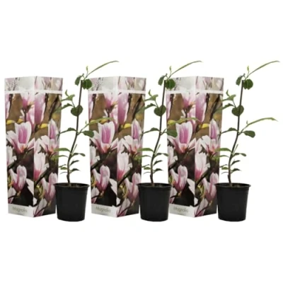 Image de Plant in a Box Magnolia Soulangea Set de 3 Arbuste à croissance large/petit arbre résistant au froid Fleurs Rose Pot 9cm Hauteur 25 40cm