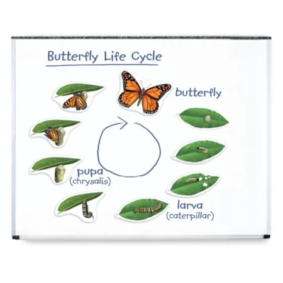 Image de Learning Resources Cycle de la vie d&#039;un papillon en aimants géants