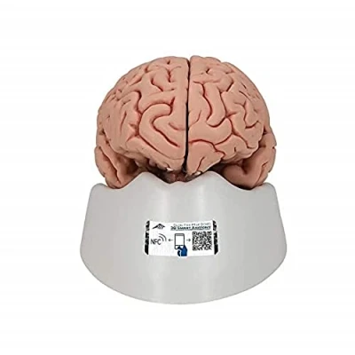 Image de 3B Scientific C18 Cerveau Classique, en 5 Parties + Application anatomie gratuite Smart Anatomy