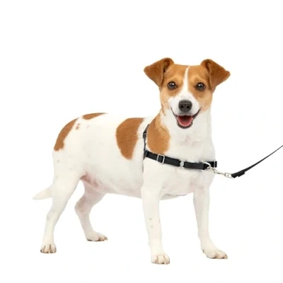 Image de PetSafe Harnais Easy Walk avec boucle Anti Traction et laisse de 1,8 m, promenade confortable pour vous lui 4 points Réglage Résistant, facile à mettre enlever Noir, taille S
