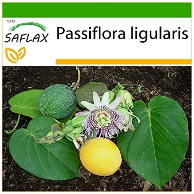Image de SAFLAX Grenadille douce 20 graines Avec substrat de rempotage pour une meilleure culture Passiflora ligularis