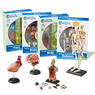 Image de Learning Resources Kit de modèles anatomiques