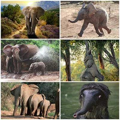 Image de Set de 6 cartes postales animaux ELEPHANTS avec motifs d&#039;éléphants différents par Edition Colibri