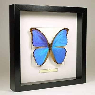 Image de Morpho Didius Giant Blue Vrai Papillon de taxidermie monté sous Verre dans Un Cadre Fait Main en Bois Noir