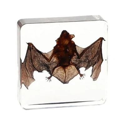 Image de Vnook Résine De Taxidermie, Insecte en Animal, Véritable Animal Chauve Souris, Échantillon Intégré Au Squelette, Taxidermie/Chauve Souris
