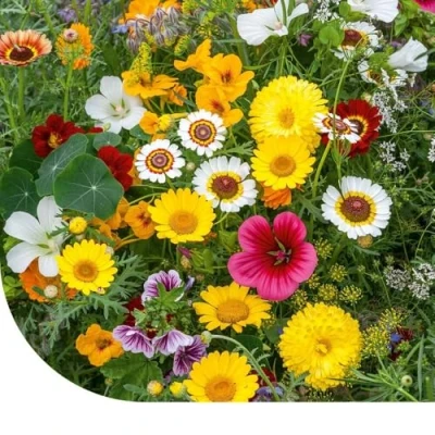 Image de Mélange De Fleurs Comestibles 5 Grammes ±2,5 M² MRS Seeds &amp; Mixtures