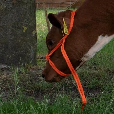 Image de Agradi Licol Vache Orange