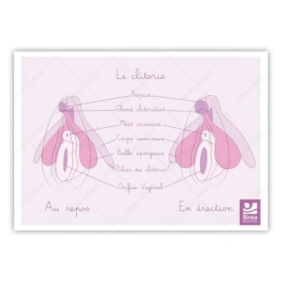Image de Bivea Schéma anatomique Clitoris au repos et en érection