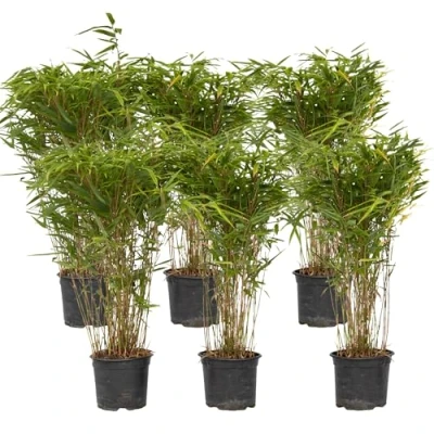 Image de Plant in a Box Fargesia nitida &#039;Gansu&#039; Set de 6 Bambou sacré plante exterieur rustique non traçant Pot 17cm Hauteur 50 70cm
