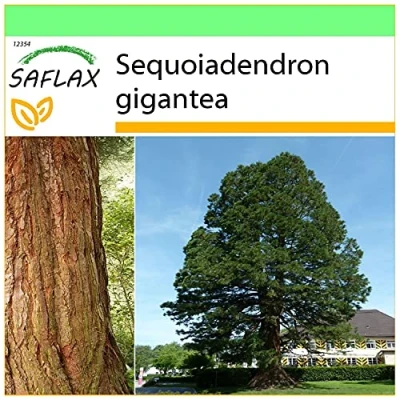 Image de SAFLAX Séquoia géant 50 graines Sequoiadendron gigantea
