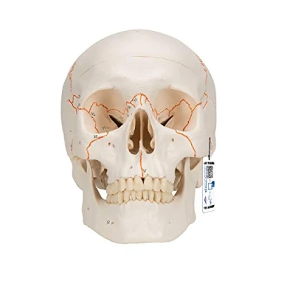 Image de 3B Scientific A21 Crâne classique + Application anatomie gratuite Smart Anatomy