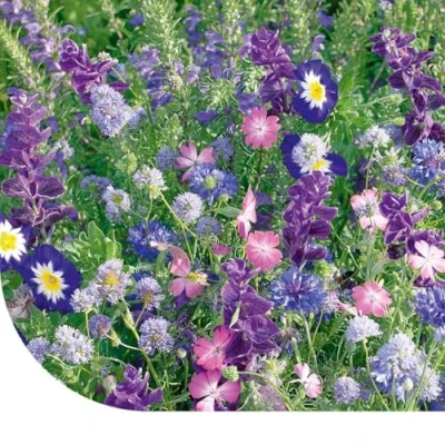 Image de Fleurs D&#039;été Mélange De Teintes Bleues 250 G ±125 M² MRS Seeds &amp; Mixtures