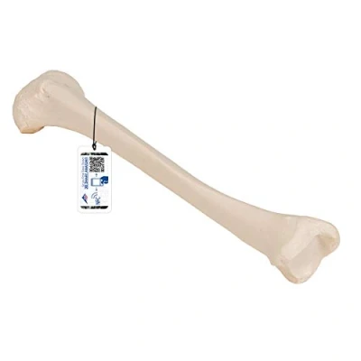 Image de 3B Scientific Modèle Anatomique Tibia + Application anatomie gratuite Smart Anatomy