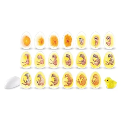 Image de Learning Resources Kit de découverte du cycle vie poussin