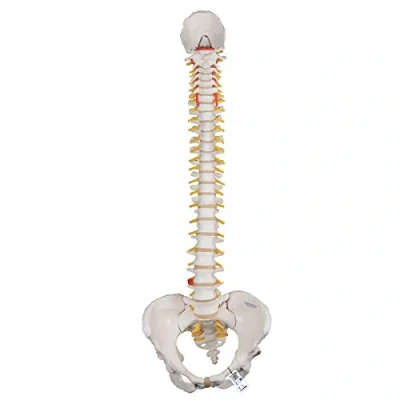 Image de 3B Scientific A58/4 Colonne Vertébrale Classique Flexible avec Bassin Féminin + Application anatomie gratuite Smart Anatomy