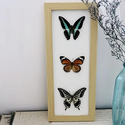 Image de Guoyoocc Vrai Papillon De Taxidermie,Papillon Taxidermie,Insect Taxidermie,Taxidermy Mounted in Frame,VéRitable Taxidermie Monté sous Verre Cadre en Bois Fait à La Main