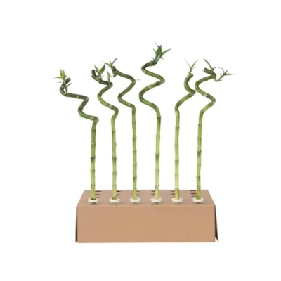 Image de Plant in a Box Dracaena sanderiana Set de 6 Lucky Bamboo Plante bambou porte bonheur véritable Hauteur 40 50cm