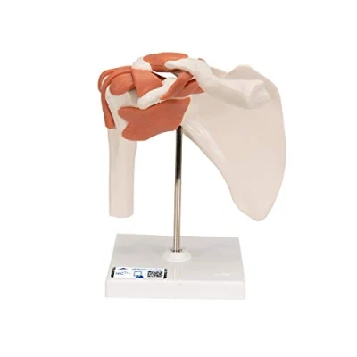 Image de 3B Scientific A80 Articulation de l&#039;Epaule, Modèle Fonctionnel + Application anatomie gratuite Smart Anatomy