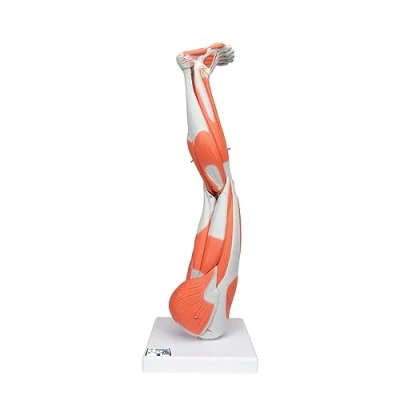 Image de 3B Scientific M20 Muscles de la Jambe, en 9 Parties + Application anatomie gratuite Smart Anatomy