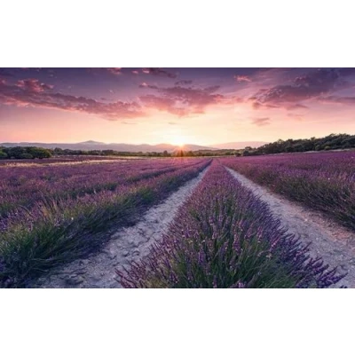 Image de Komar Poster XXL Impression Numérique, 450cm x 280cm, Rêve de Lavande