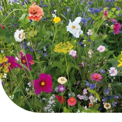 Image de Mélange De Fleurs D&#039;été Annuel 250 Gram MRS Seeds &amp; Mixtures