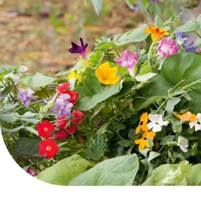 Image de Mélange De Plantes Grimpantes 50 Grammes ±25 M² MRS Seeds &amp; Mixtures