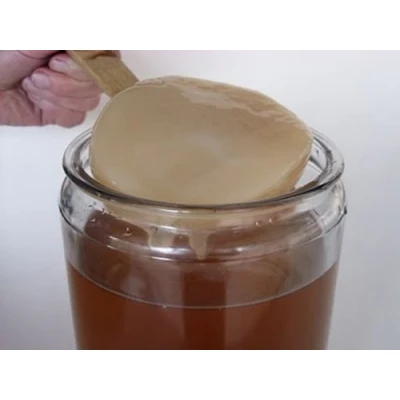 Image de Disque SCOBY Kombucha Chocolat + Instructions Recettes Aide et conseils en français KEFIRALIA®