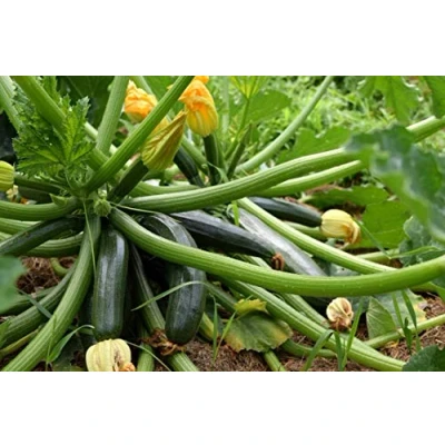 Image de 15 Graines de Courgette Black Beauty légumes jardin potager semences paysannes reproductibles SemiSauvage